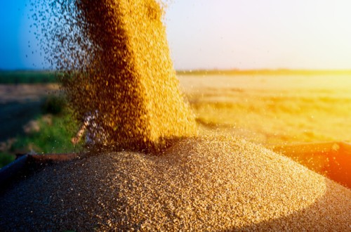 Unió de Pagesos alerta de que el precio del cereal cae un 20% desde que empezó la guerra de Ucrania