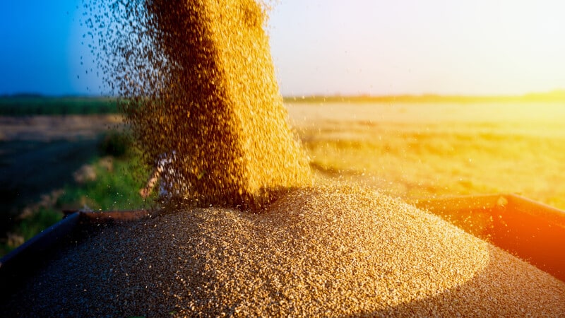 Guerra en Ucrania: los mercados mayoristas de cereales españoles paran sus operaciones