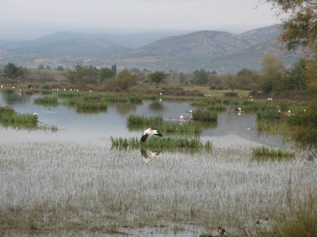 Confirmados 4 nuevos casos de “gripe” aviar en aves silvestres de las provincias de Ávila y Girona