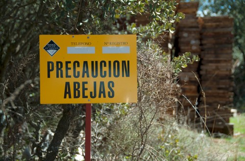 El Comité de Gestión de Cítricos alerta contra la amenaza de otra gran «pinyolá»