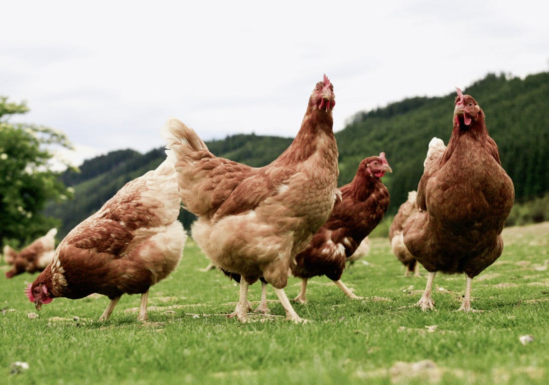 Declarados tres nuevos casos de “gripe” aviar en aves domésticas en Andalucía