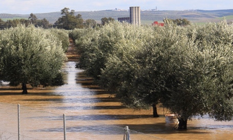 olivar inundado