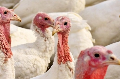 Dos focos de “gripe” aviar en granjas de pavos en la provincia de Sevilla elevan ya a 18 los casos en aves domésticas