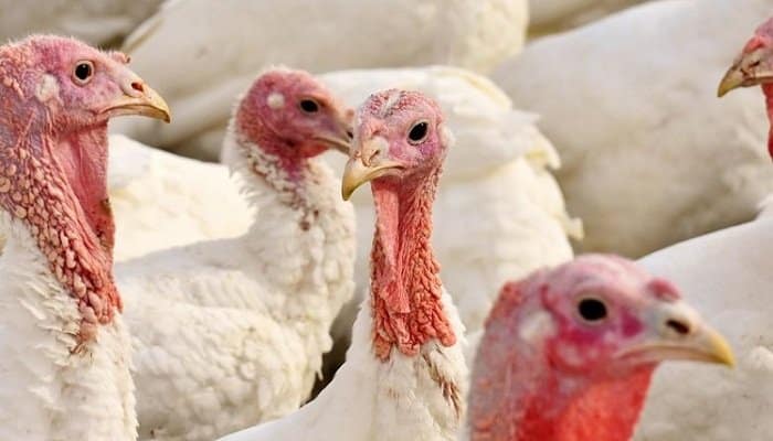 Dos focos de “gripe” aviar en granjas de pavos en la provincia de Sevilla elevan ya a 18 los casos en aves domésticas