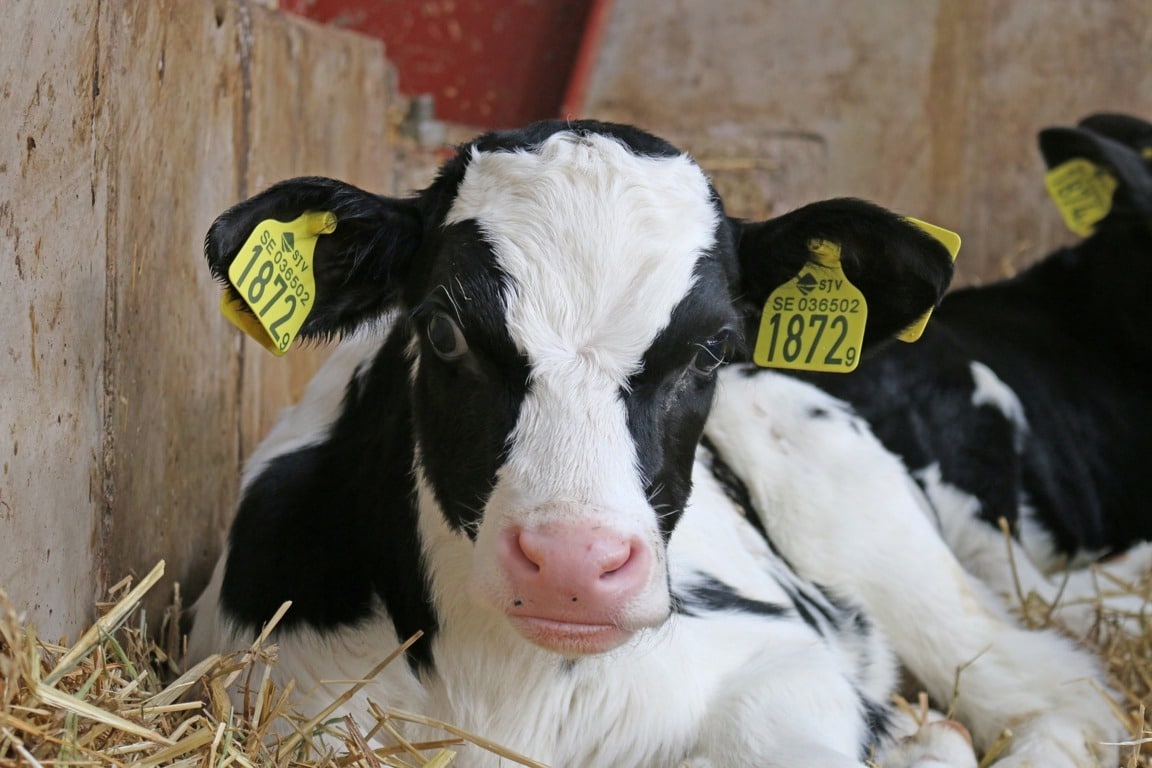 Segundo periodo de audiencia pública sobre normas de sanidad y protección animal durante el transporte