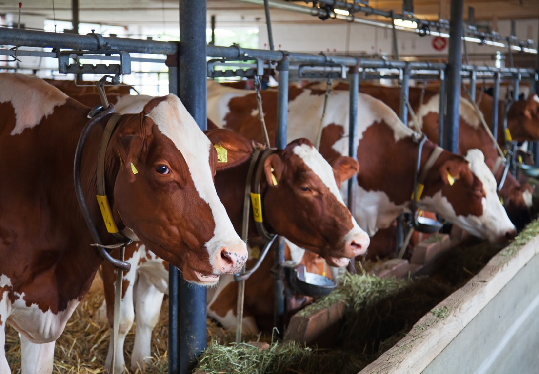 España logra el estatuto libre de brucelosis bovina para todo el territorio nacional