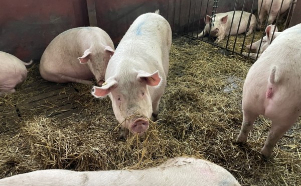 Microbiota, salud intestinal e inmunidad, factores a considerar en la eficiencia y sostenibilidad de la producción porcina