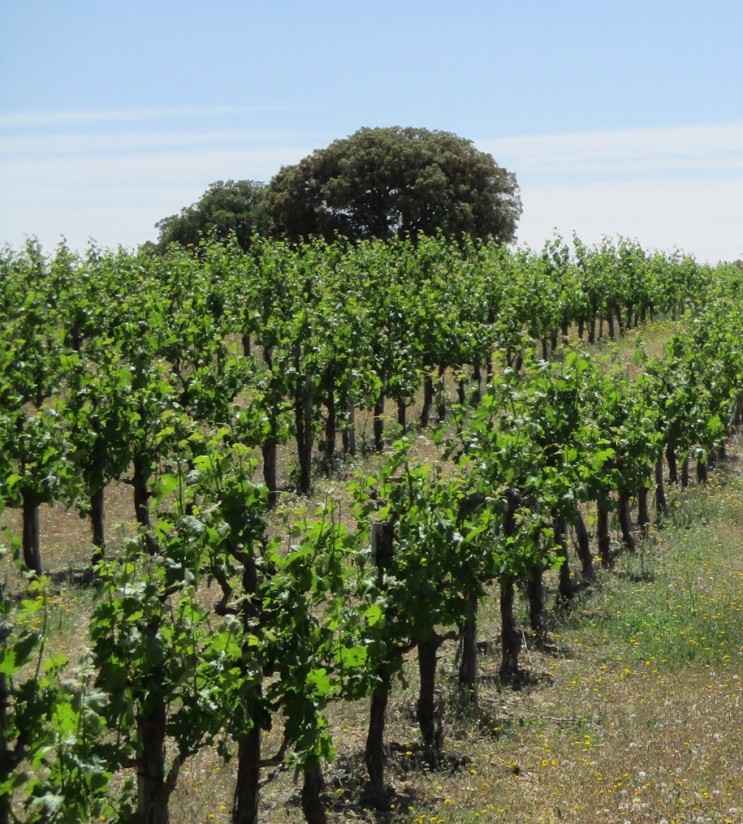 Las inversiones para reestructurar el viñedo con ayudas del FEAGA comunitario se recuperaron en 2021