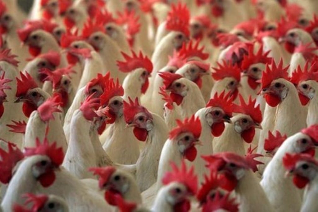 Siguen apareciendo focos de «gripe» aviar en granjas de aves de corral en Andalucía
