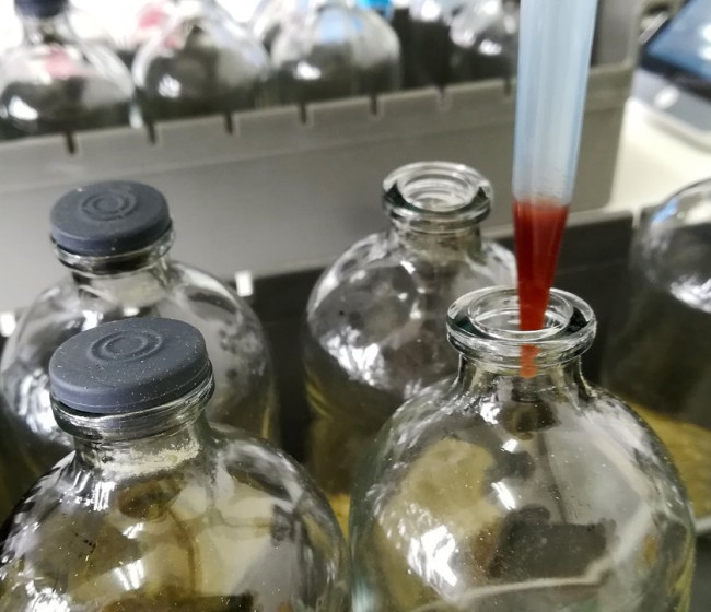 Utilización de aceites y quitosano de insectos en la alimentación del ovino