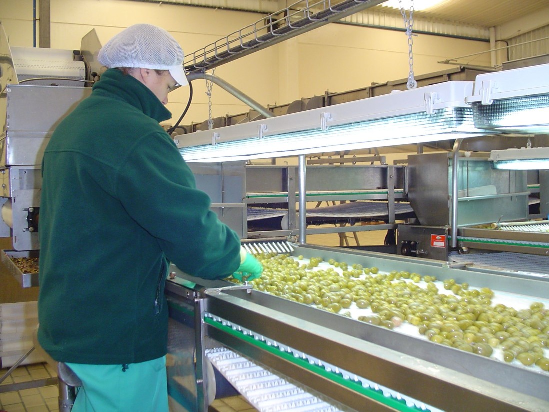 La industria de la aceituna de mesa paralizará su actividad desde el viernes