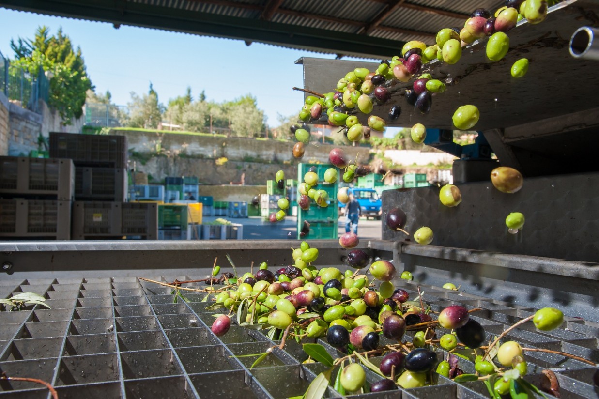 La producción nacional de aceite de oliva se acerca a 1,5 Mt con fuertes subidas de precios en el mercado