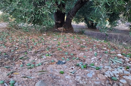 Agroseguro comienza el año pagando 36 millones por daños en cultivos agrícolas y cabañas ganaderas