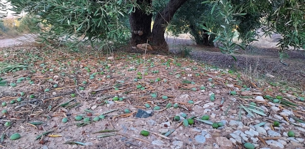 Agroseguro - Pedrisco - Olivar - Jaen