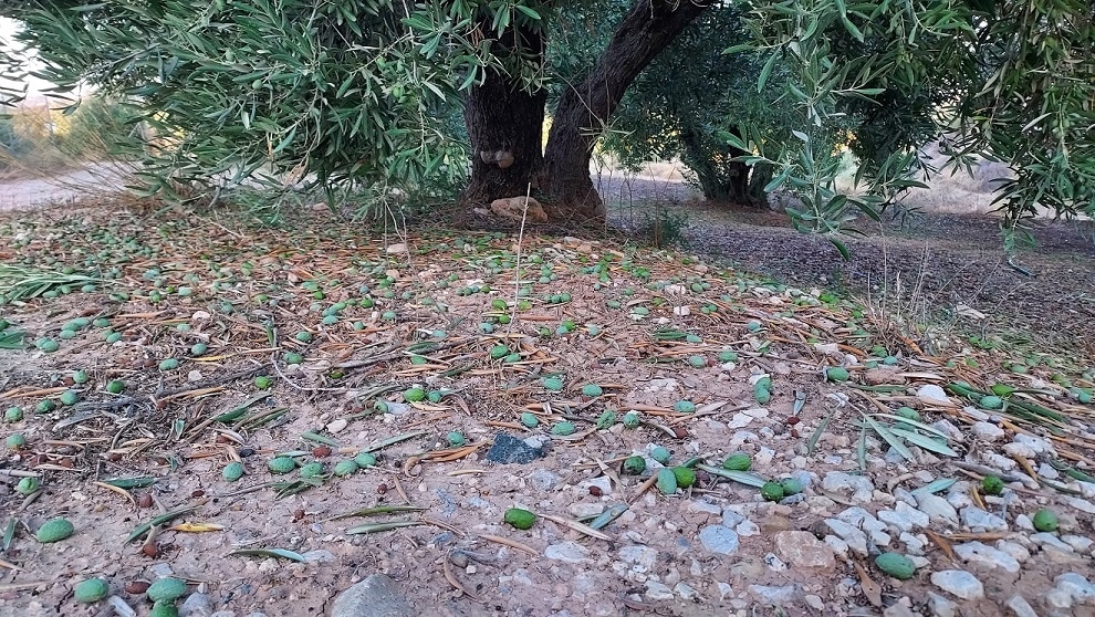 Agroseguro comienza el año pagando 36 millones por daños en cultivos agrícolas y cabañas ganaderas