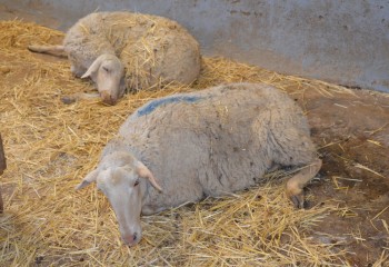 La listeriosis en ganado ovino. Muerte por goteo y brotes explosivos