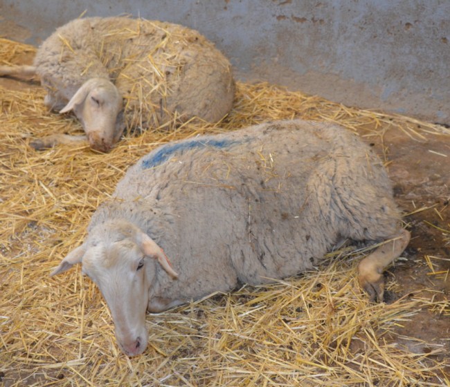 La listeriosis en ganado ovino. Muerte por goteo y brotes explosivos