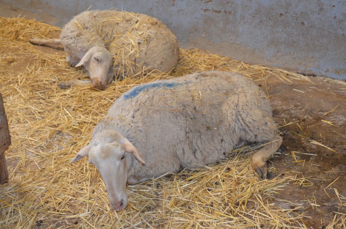 La listeriosis en ganado ovino. Muerte por goteo y brotes explosivos