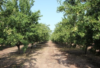 Impacto de la sequía sobre las plantaciones de almendro en regadío