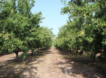 Impacto de la sequía sobre las plantaciones de almendro en regadío