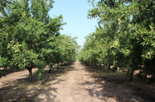 Impacto de la sequía sobre las plantaciones de almendro en regadío