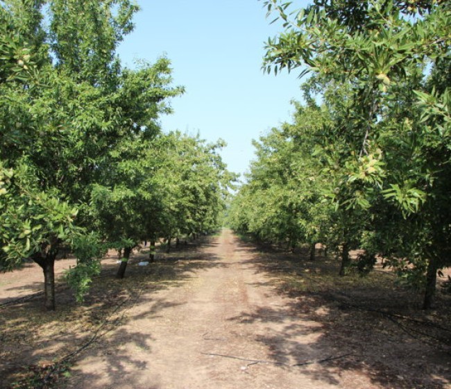 Impacto de la sequía sobre las plantaciones de almendro en regadío