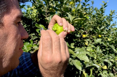 Nuevas herramientas de Koppert para reforzar el control biológico en cítricos