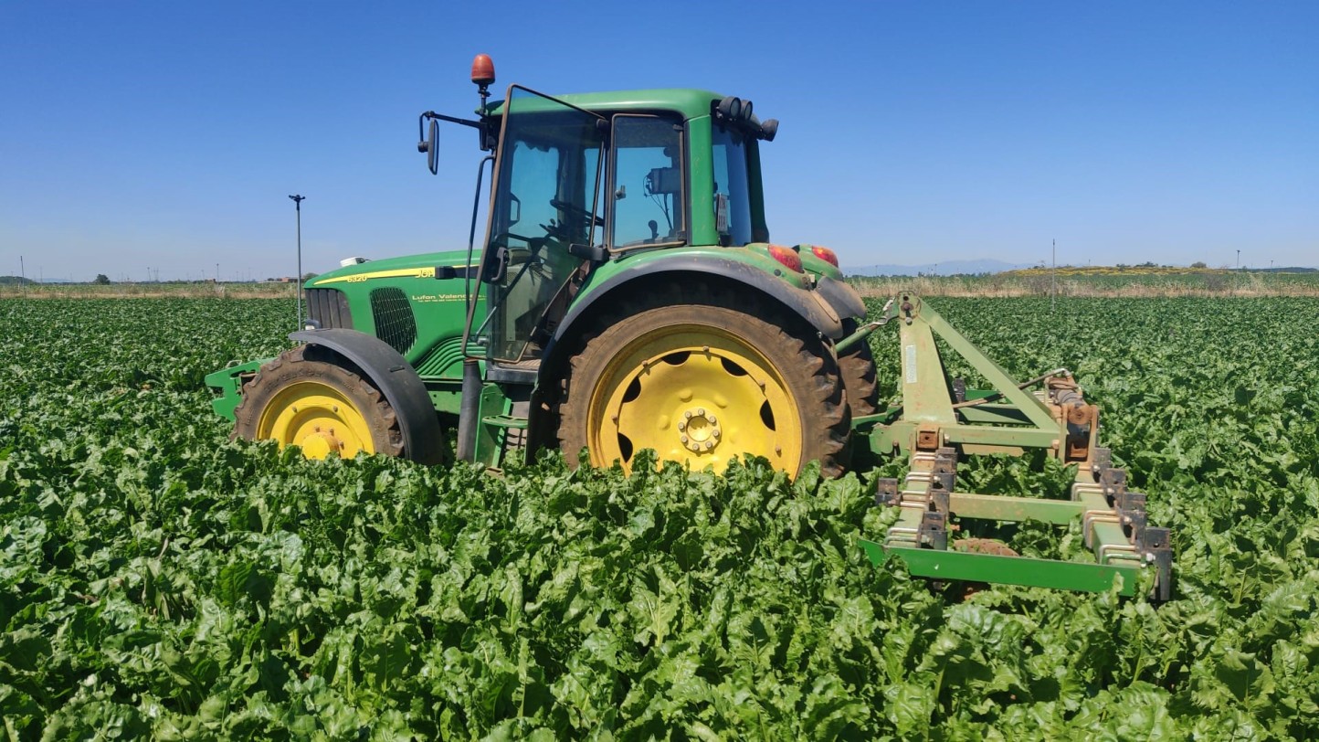 ICL comprueba los beneficios del abonado con Polysulphate en el cultivo de remolacha