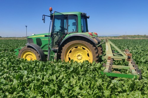 ICL comprueba los beneficios del abonado con Polysulphate en el cultivo de remolacha
