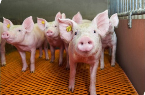 Cargill lanza Neopigg Shield para un crecimiento óptimo y saludable de lechones destetados