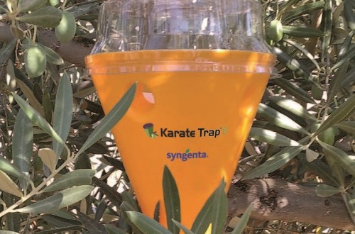 KarateTrap B, la nueva trampa de Syngenta para el control integrado de la mosca del olivo