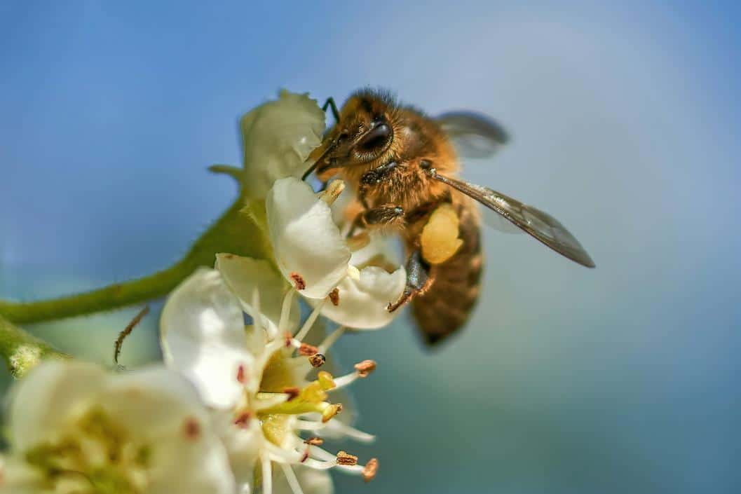 Calier premia a las mejores fotografías sobre apicultura
