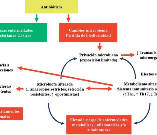 Sustitución del tratamiento antimicrobiano metafiláctico por un pienso fermentado con Ligilactobacillus salivarius MP100