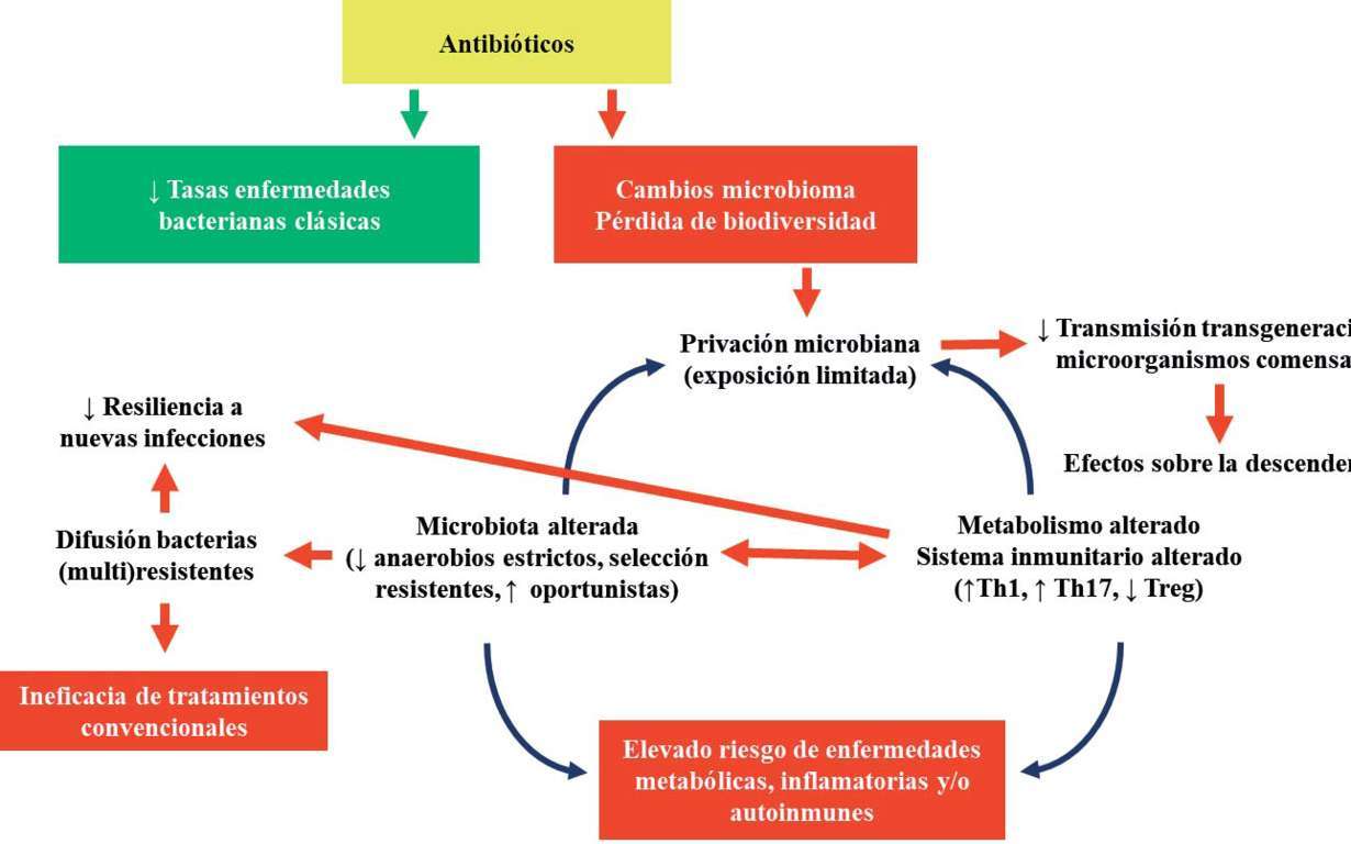 Sustitución del tratamiento antimicrobiano metafiláctico por un pienso fermentado con Ligilactobacillus salivarius MP100