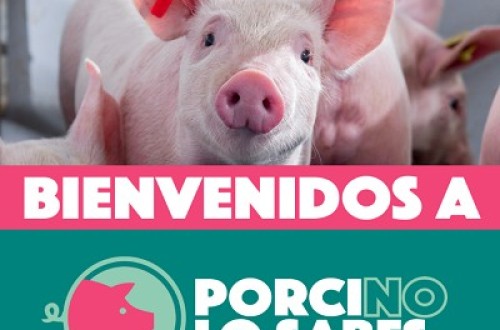 MSD Animal Health lanza @PorcinoLoSabes en redes sociales