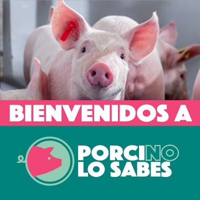 MSD Animal Health lanza @PorcinoLoSabes en redes sociales