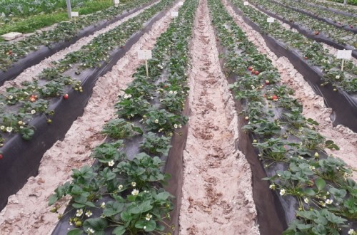Los fertilizantes líquidos Tecnifol de Fertiberia Tech, ahora con tecnología AntiOX