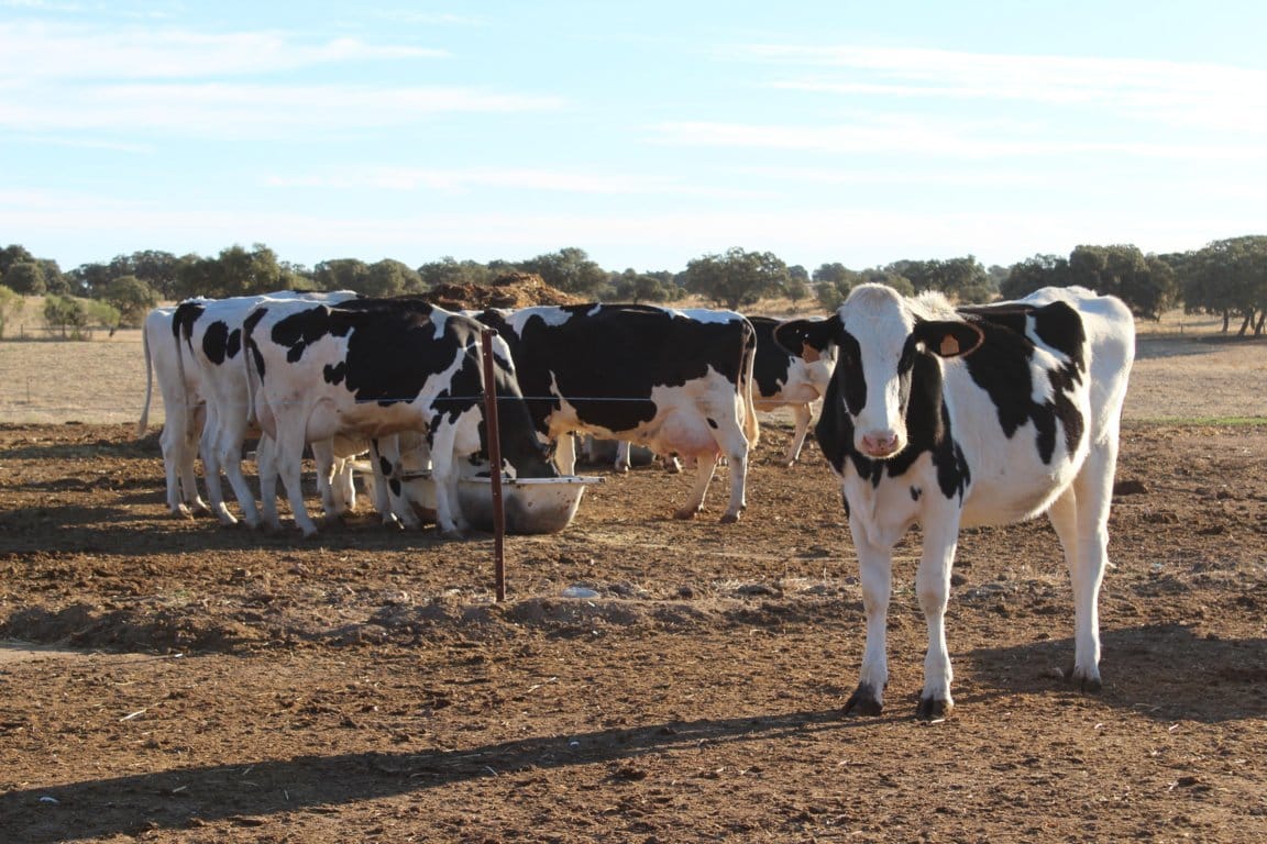 Suben las entregas a compradores y el precio de la leche de vaca en enero