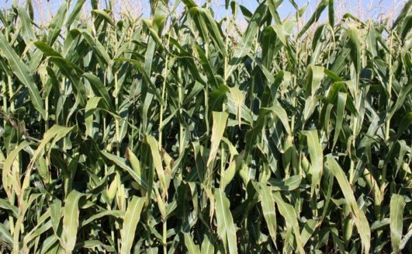 Herramientas de decisión para optimizar el uso del nitrógeno en maíz en riego por aspersión