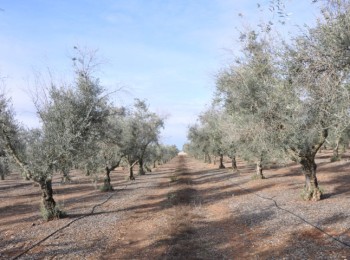 La antracnosis del olivar, una enfermedad tradicional emergente en la actualidad