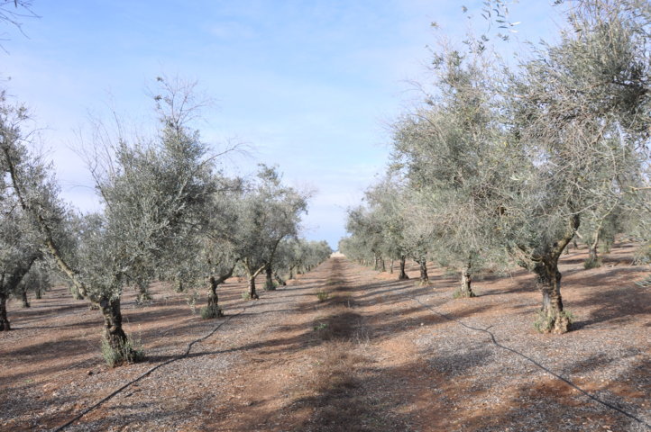 La antracnosis del olivar, una enfermedad tradicional emergente en la actualidad