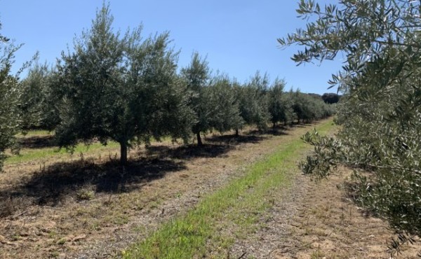 Gestión sostenible de la fertilización del olivar