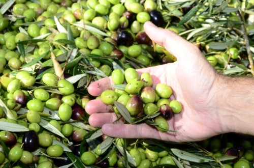 El abonado de fondo con fertilizantes de liberación controlada y Polysulphate son claves para la sostenibilidad y rentabilidad del olivar intensivo