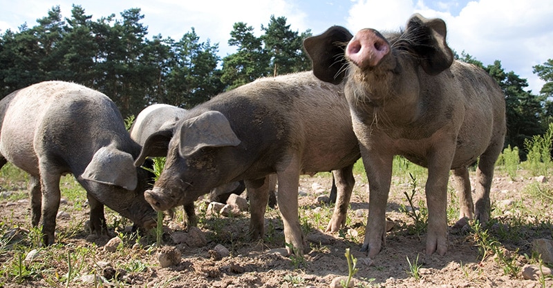 Bruselas convoca la primera reunión del Grupo Europeo de Reflexión sobre la Carne de Porcino