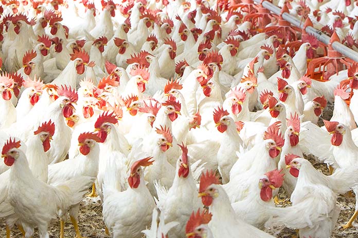 Se elevan a 29 los focos de “gripe” aviar de alta patogenicidad en explotaciones de aves de corral en España