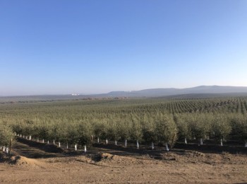 El abonado en almendro y olivar, esencial para el rendimiento del cultivo