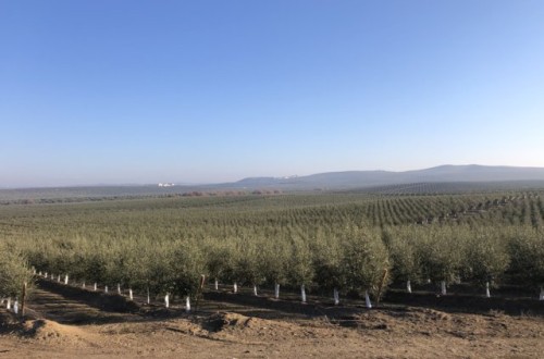 El abonado en almendro y olivar, esencial para el rendimiento del cultivo