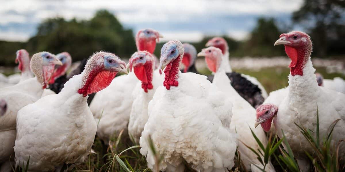 Cinco nuevos focos de “gripe” aviar en granjas de pavos y gallinas de la provincia de Sevilla