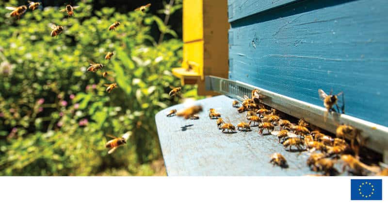 Un estudio “piloto” de la UE plantea la selección de abejas melíferas resistentes a la varroa