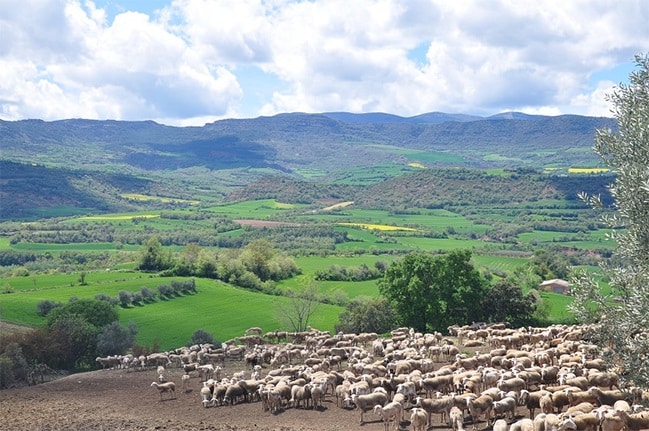 El FEGA comunica los importes unitarios definitivos de las ayudas asociadas a la ganadería de la campaña PAC 2021